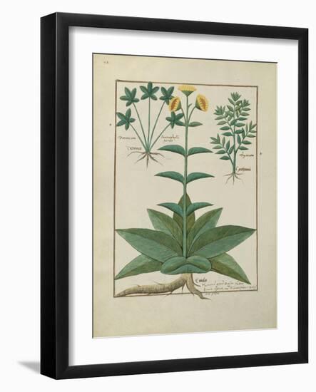 Ms Fr. Fv VI #1 Fol.150V Illustration from the 'Book of Simple Medicines' by Mattheaus Platearius (-Robinet Testard-Framed Giclee Print