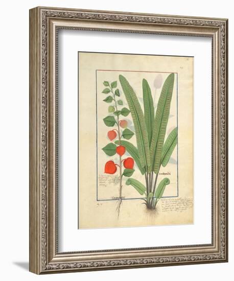 Ms Fr. Fv VI #1 Fol.161R Physalis-Robinet Testard-Framed Giclee Print