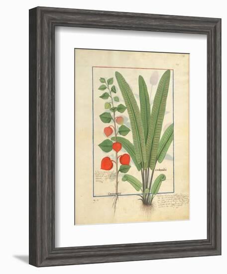 Ms Fr. Fv VI #1 Fol.161R Physalis-Robinet Testard-Framed Giclee Print