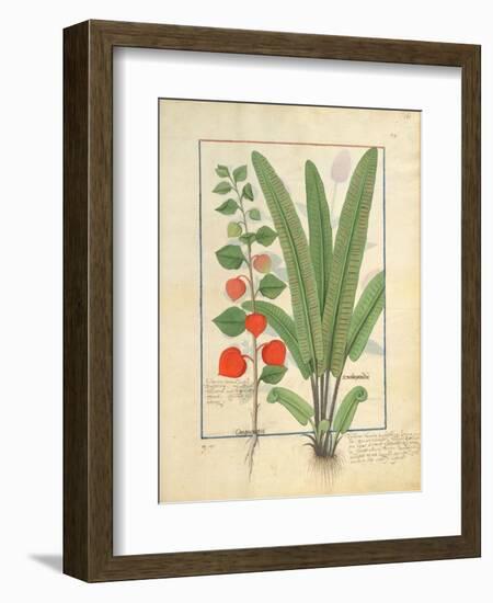 Ms Fr. Fv VI #1 Fol.161R Physalis-Robinet Testard-Framed Giclee Print