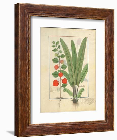 Ms Fr. Fv VI #1 Fol.161R Physalis-Robinet Testard-Framed Giclee Print