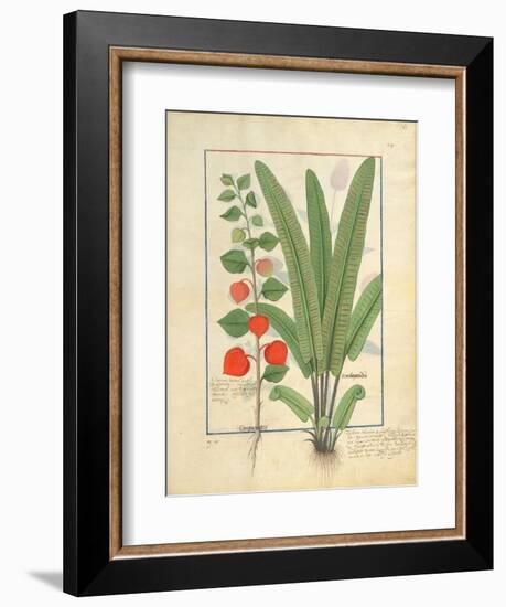 Ms Fr. Fv VI #1 Fol.161R Physalis-Robinet Testard-Framed Giclee Print