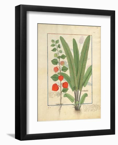 Ms Fr. Fv VI #1 Fol.161R Physalis-Robinet Testard-Framed Giclee Print