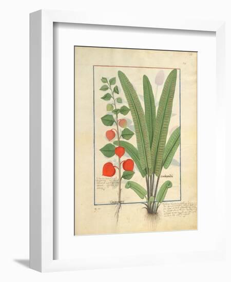 Ms Fr. Fv VI #1 Fol.161R Physalis-Robinet Testard-Framed Giclee Print