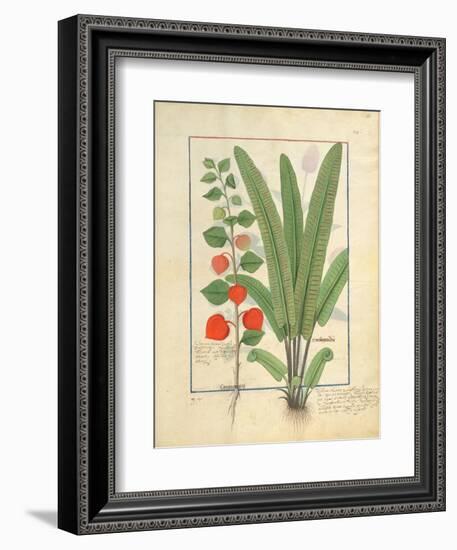 Ms Fr. Fv VI #1 Fol.161R Physalis-Robinet Testard-Framed Giclee Print