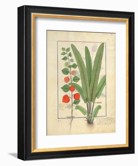 Ms Fr. Fv VI #1 Fol.161R Physalis-Robinet Testard-Framed Giclee Print