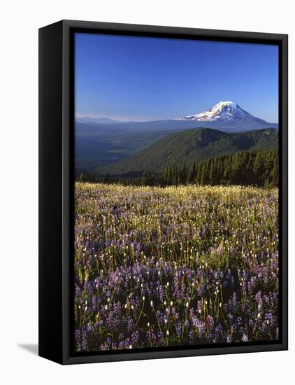 Mt. Adams in distance, Meadow, Goat Rocks Wilderness, Washington, USA-Charles Gurche-Framed Premier Image Canvas