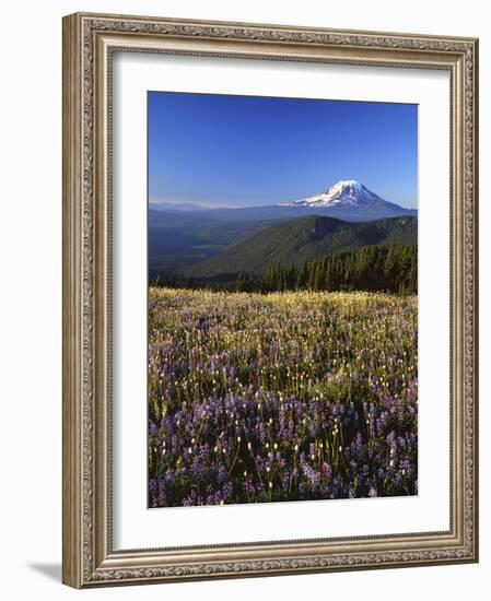 Mt. Adams in distance, Meadow, Goat Rocks Wilderness, Washington, USA-Charles Gurche-Framed Photographic Print