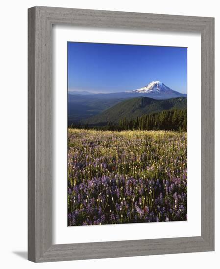 Mt. Adams in distance, Meadow, Goat Rocks Wilderness, Washington, USA-Charles Gurche-Framed Photographic Print