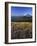 Mt. Adams in distance, Meadow, Goat Rocks Wilderness, Washington, USA-Charles Gurche-Framed Photographic Print