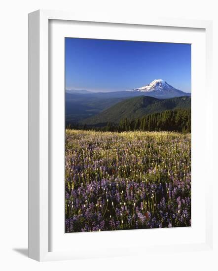 Mt. Adams in distance, Meadow, Goat Rocks Wilderness, Washington, USA-Charles Gurche-Framed Photographic Print