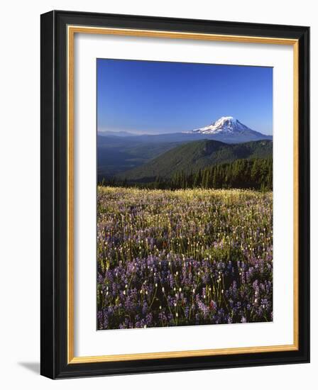 Mt. Adams in distance, Meadow, Goat Rocks Wilderness, Washington, USA-Charles Gurche-Framed Photographic Print