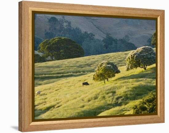 Mt. Diablo State Park, California, Usa-Paul Colangelo-Framed Premier Image Canvas