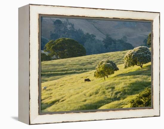 Mt. Diablo State Park, California, Usa-Paul Colangelo-Framed Premier Image Canvas