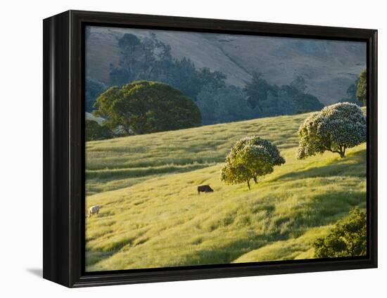 Mt. Diablo State Park, California, Usa-Paul Colangelo-Framed Premier Image Canvas