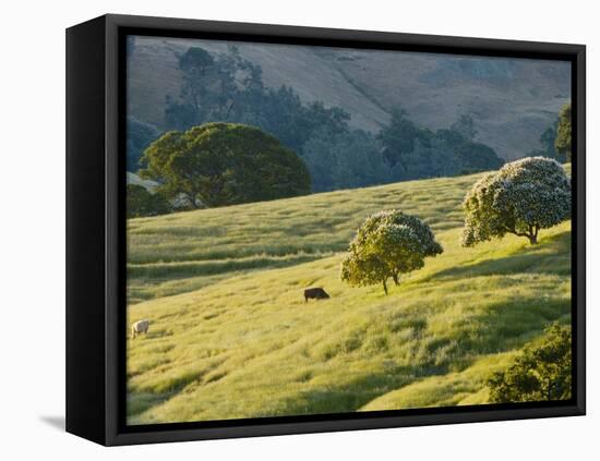 Mt. Diablo State Park, California, Usa-Paul Colangelo-Framed Premier Image Canvas