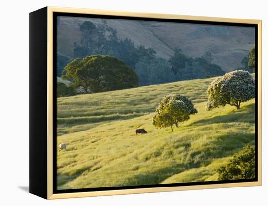 Mt. Diablo State Park, California, Usa-Paul Colangelo-Framed Premier Image Canvas