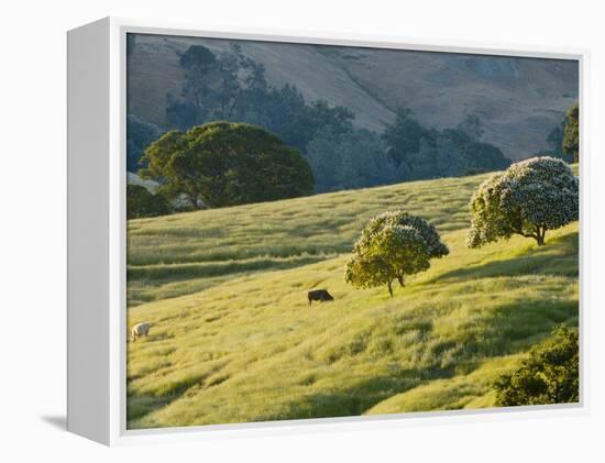 Mt. Diablo State Park, California, Usa-Paul Colangelo-Framed Premier Image Canvas