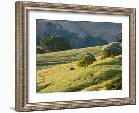 Mt. Diablo State Park, California, Usa-Paul Colangelo-Framed Photographic Print