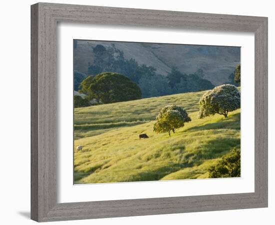 Mt. Diablo State Park, California, Usa-Paul Colangelo-Framed Photographic Print