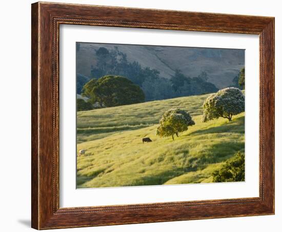 Mt. Diablo State Park, California, Usa-Paul Colangelo-Framed Photographic Print