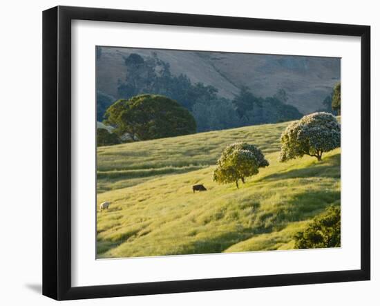 Mt. Diablo State Park, California, Usa-Paul Colangelo-Framed Photographic Print