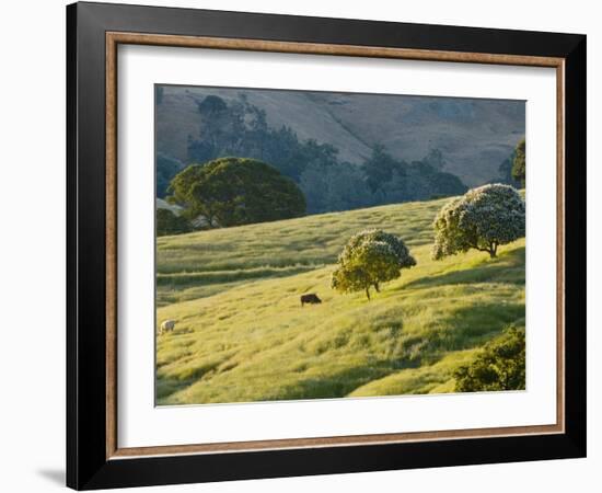 Mt. Diablo State Park, California, Usa-Paul Colangelo-Framed Photographic Print