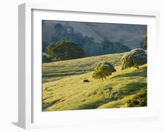 Mt. Diablo State Park, California, Usa-Paul Colangelo-Framed Photographic Print