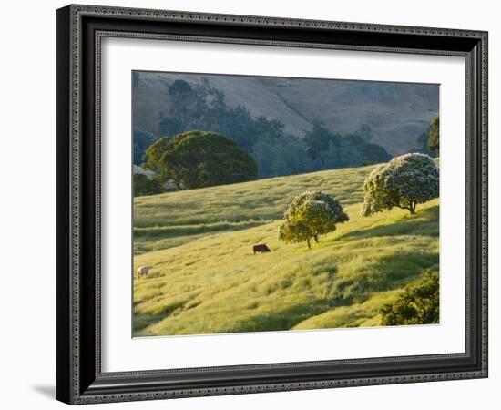 Mt. Diablo State Park, California, Usa-Paul Colangelo-Framed Photographic Print