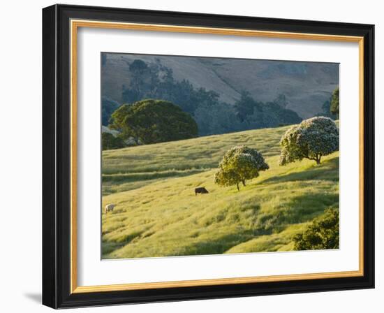 Mt. Diablo State Park, California, Usa-Paul Colangelo-Framed Photographic Print