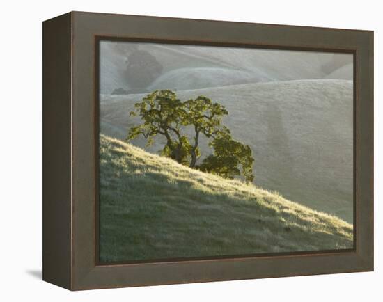 Mt. Diablo State Park, California, Usa-Paul Colangelo-Framed Premier Image Canvas