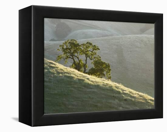 Mt. Diablo State Park, California, Usa-Paul Colangelo-Framed Premier Image Canvas