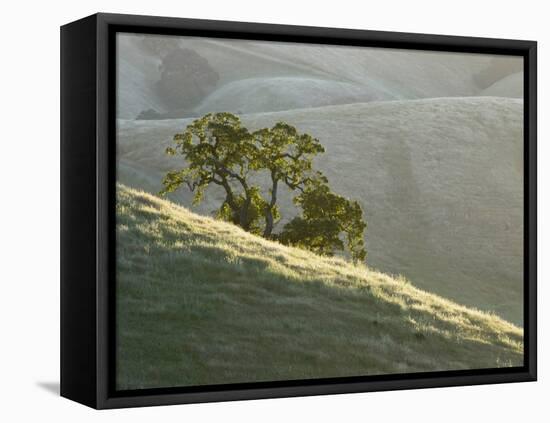 Mt. Diablo State Park, California, Usa-Paul Colangelo-Framed Premier Image Canvas