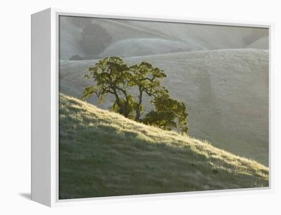 Mt. Diablo State Park, California, Usa-Paul Colangelo-Framed Premier Image Canvas