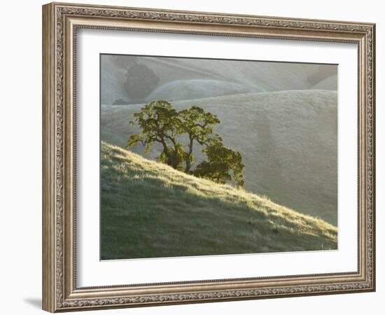 Mt. Diablo State Park, California, Usa-Paul Colangelo-Framed Photographic Print