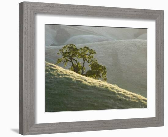 Mt. Diablo State Park, California, Usa-Paul Colangelo-Framed Photographic Print