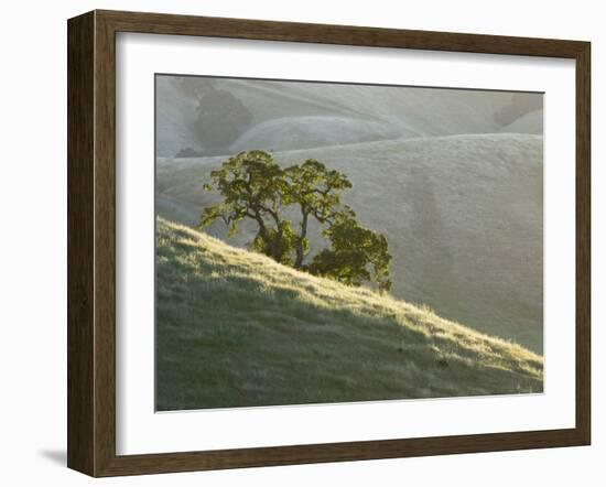 Mt. Diablo State Park, California, Usa-Paul Colangelo-Framed Photographic Print