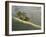 Mt. Diablo State Park, California, Usa-Paul Colangelo-Framed Photographic Print