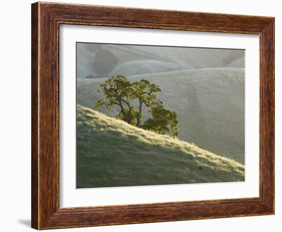 Mt. Diablo State Park, California, Usa-Paul Colangelo-Framed Photographic Print