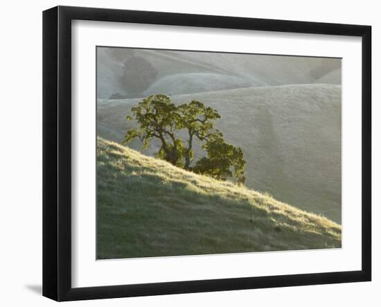 Mt. Diablo State Park, California, Usa-Paul Colangelo-Framed Photographic Print