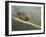 Mt. Diablo State Park, California, Usa-Paul Colangelo-Framed Photographic Print