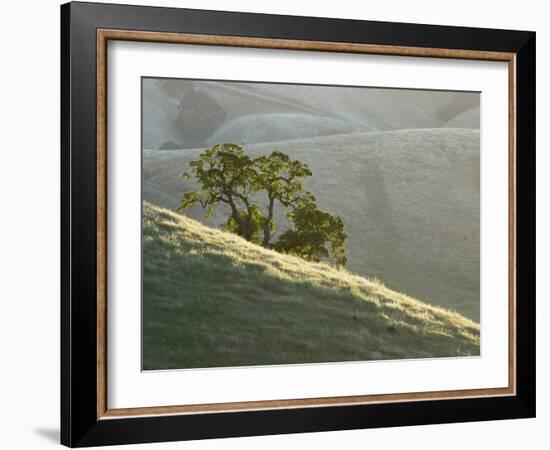 Mt. Diablo State Park, California, Usa-Paul Colangelo-Framed Photographic Print