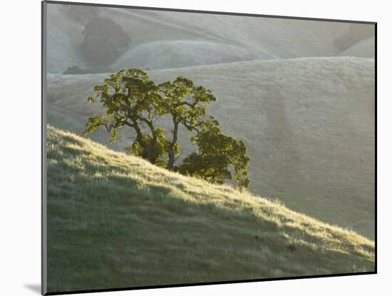 Mt. Diablo State Park, California, Usa-Paul Colangelo-Mounted Photographic Print