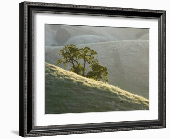 Mt. Diablo State Park, California, Usa-Paul Colangelo-Framed Photographic Print