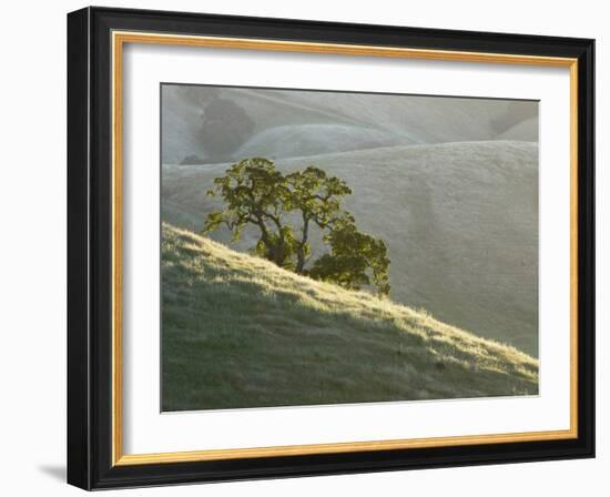 Mt. Diablo State Park, California, Usa-Paul Colangelo-Framed Photographic Print