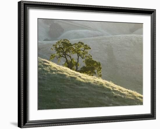 Mt. Diablo State Park, California, Usa-Paul Colangelo-Framed Photographic Print