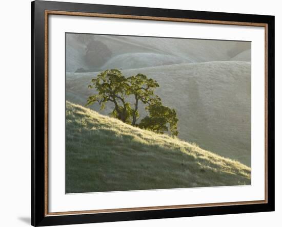 Mt. Diablo State Park, California, Usa-Paul Colangelo-Framed Photographic Print