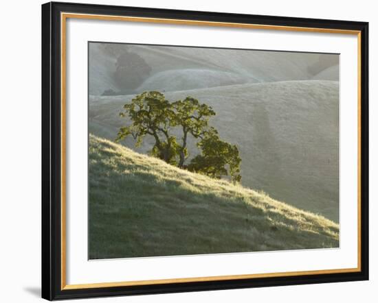 Mt. Diablo State Park, California, Usa-Paul Colangelo-Framed Photographic Print