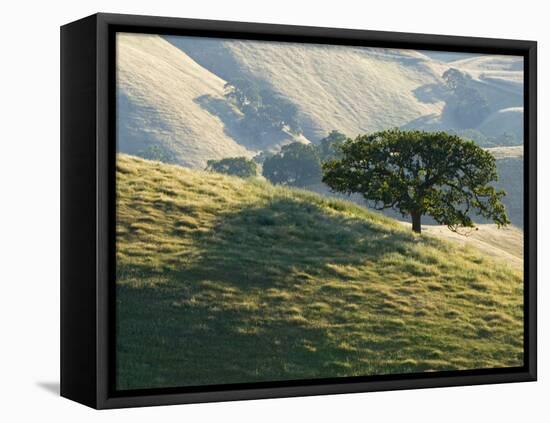 Mt. Diablo State Park, California, Usa-Paul Colangelo-Framed Premier Image Canvas