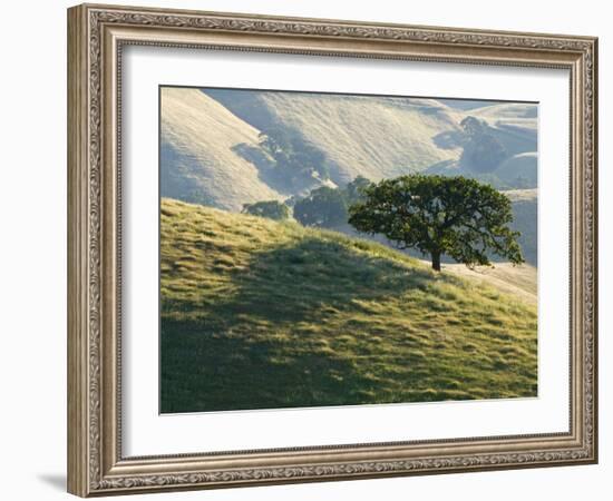 Mt. Diablo State Park, California, Usa-Paul Colangelo-Framed Photographic Print